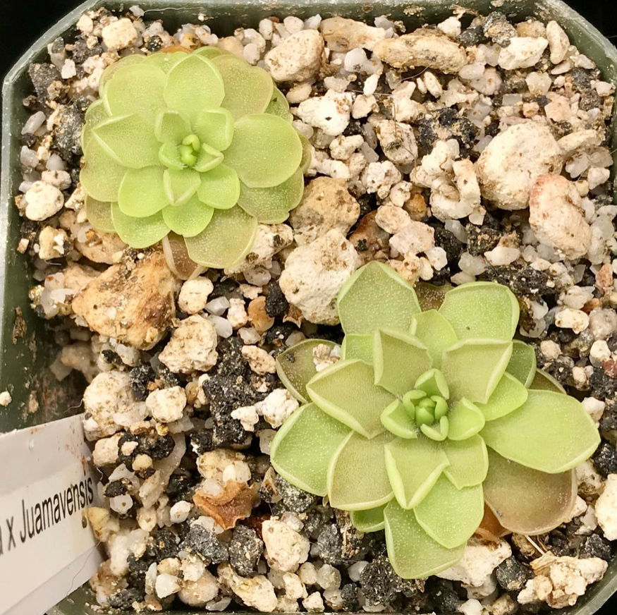 (image for) Pinguicula Emarginata x Juamavensis